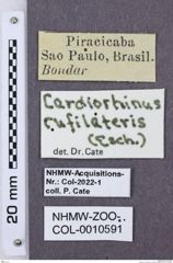 Etikette zu Cardiorhinus rufilateris (NHMW-ZOO-COL-0010591)